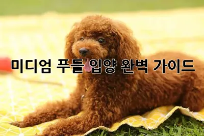 미디엄 푸들 입양, 완벽 가이드