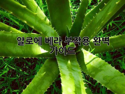 알로에 베라 부작용 완벽 가이드