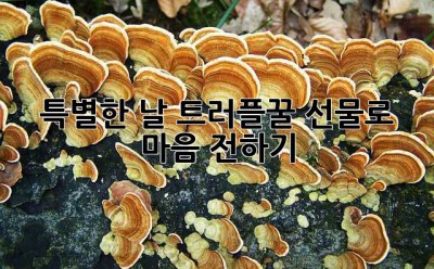 특별한 날, 트러플꿀 선물로 마음 전하기