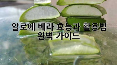 알로에 베라 효능과 활용법 완벽 가이드